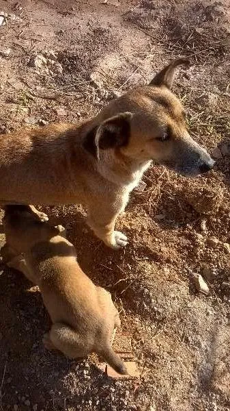 Cachorro ra a SRD idade 2 a 6 meses nome lindinhos