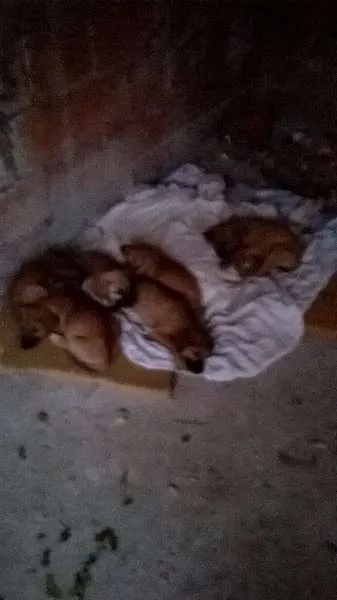Cachorro ra a SRD idade 2 a 6 meses nome lindinhos