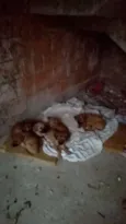 lindinhos