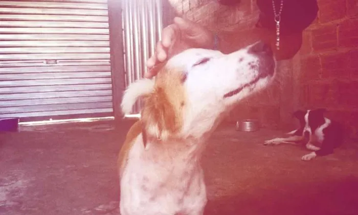 Cachorro raça Indefinido idade 1 ano nome Nero