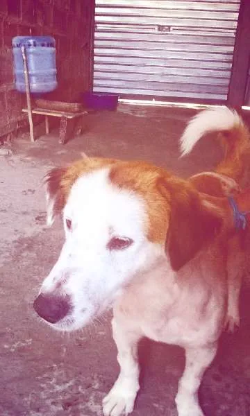 Cachorro raça Indefinido idade 1 ano nome Nero