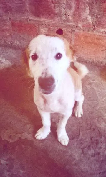 Cachorro raça Indefinido idade 1 ano nome Nero