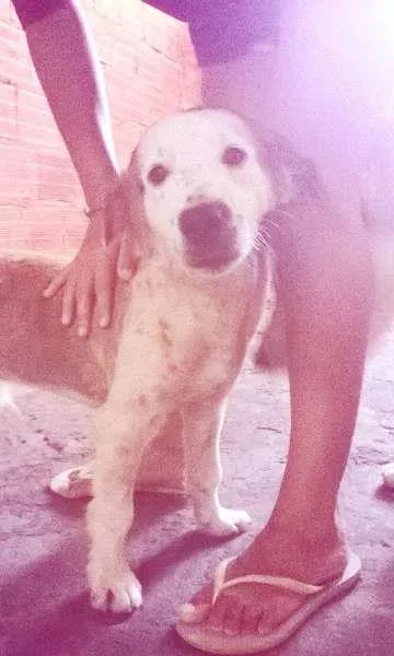 Cachorro raça Indefinido idade 1 ano nome Nero