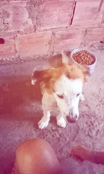 Cachorro raça Indefinido idade 1 ano nome Nero