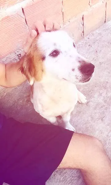 Cachorro raça Indefinido idade 1 ano nome Nero