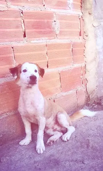 Cachorro raça Indefinido idade 1 ano nome Nero