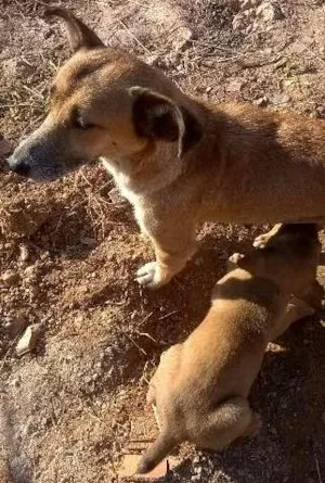 Cachorro raça SRD idade 2 a 6 meses nome lindinhos