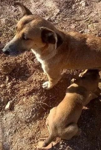 Cachorro ra a SRD idade 2 a 6 meses nome lindinhos