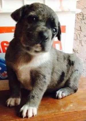 Cachorro raça Vira-Lata idade Abaixo de 2 meses nome -