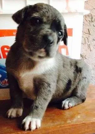 Cachorro ra a Vira-Lata idade Abaixo de 2 meses nome -