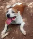 bombom