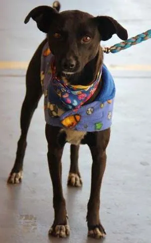 Cachorro ra a Mestiço idade 1 ano nome Jack