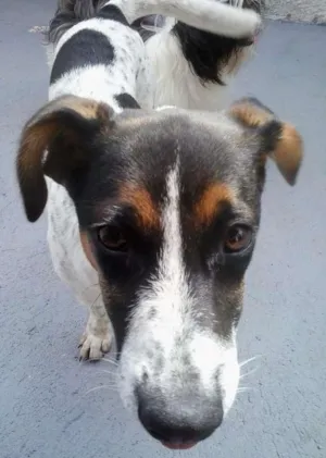 Cachorro raça SRD idade 2 a 6 meses nome Estela