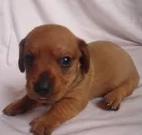 Cachorro raça Basset-Cofap idade Abaixo de 2 meses nome Meg