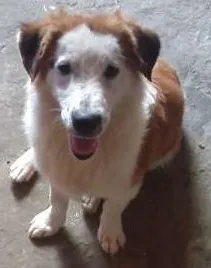 Cachorro raça Indefinido idade 1 ano nome Nero