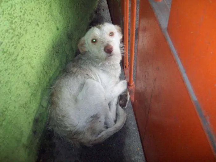 Cachorro ra a SRD idade 7 a 11 meses nome ALEMÃO