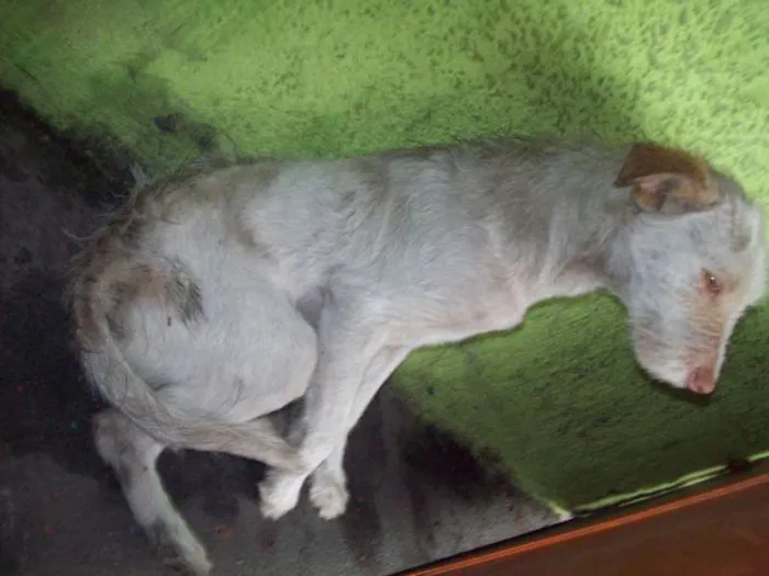 Cachorro ra a SRD idade 7 a 11 meses nome ALEMÃO