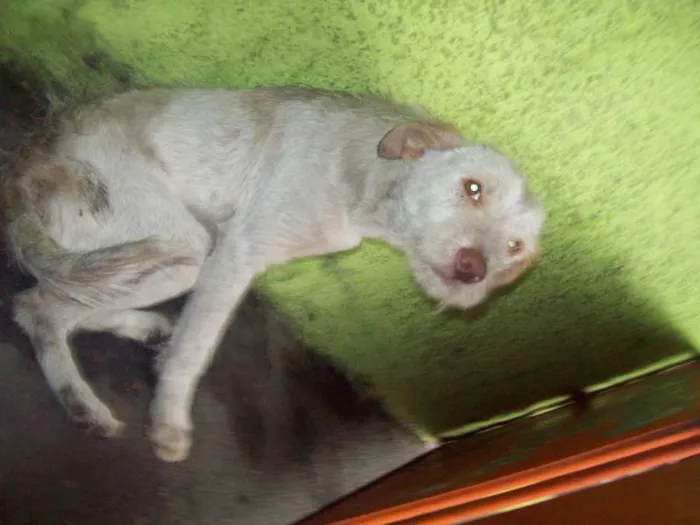 Cachorro ra a SRD idade 7 a 11 meses nome ALEMÃO