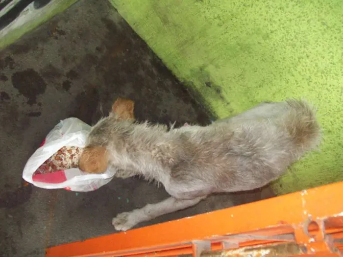 Cachorro ra a SRD idade 7 a 11 meses nome ALEMÃO
