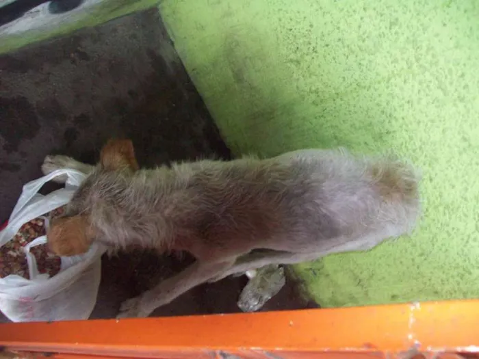 Cachorro ra a SRD idade 7 a 11 meses nome ALEMÃO