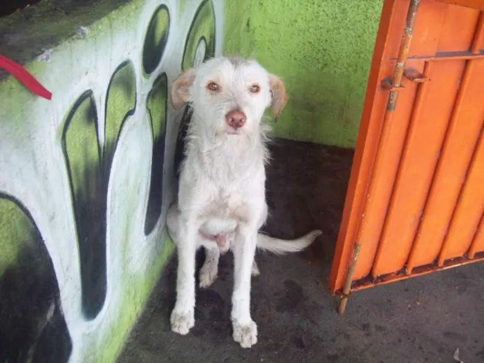 Cachorro ra a SRD idade 7 a 11 meses nome ALEMÃO