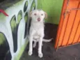 ALEMÃO