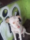 ALEMÃO