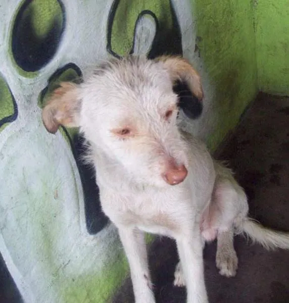 Cachorro ra a SRD idade 7 a 11 meses nome ALEMÃO