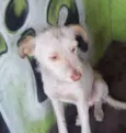 ALEMÃO