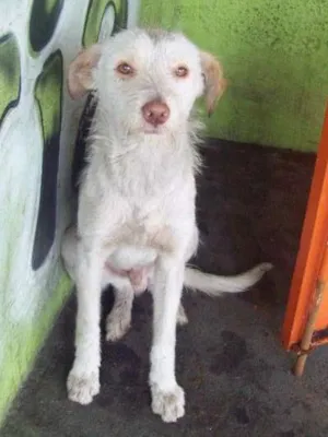 Cachorro raça SRD idade 7 a 11 meses nome ALEMÃO