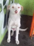 ALEMÃO