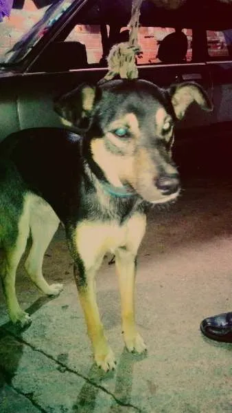 Cachorro ra a - idade 7 a 11 meses nome -