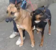 Dolly e Nina
