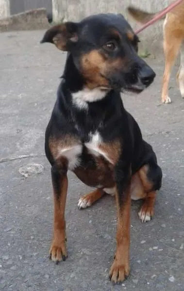 Cachorro ra a SRD idade 5 anos nome Dolly e Nina