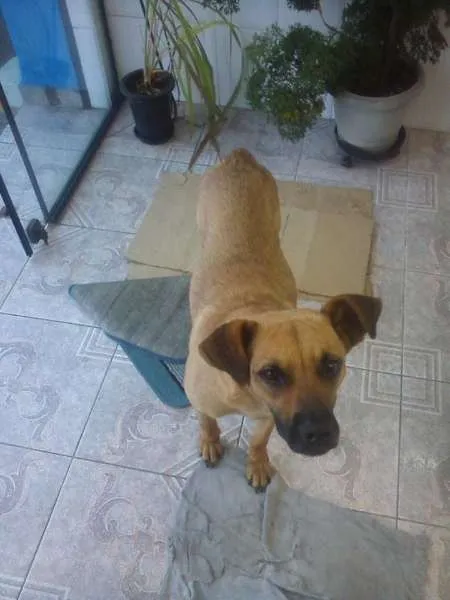 Cachorro ra a Sem Raça Definida idade 1 ano nome Nina