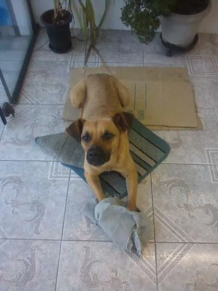 Cachorro ra a Sem Raça Definida idade 1 ano nome Nina