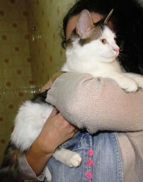 Gato ra a SRD idade 2 a 6 meses nome Orion
