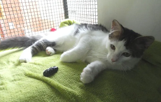 Gato ra a SRD idade 2 a 6 meses nome Orion