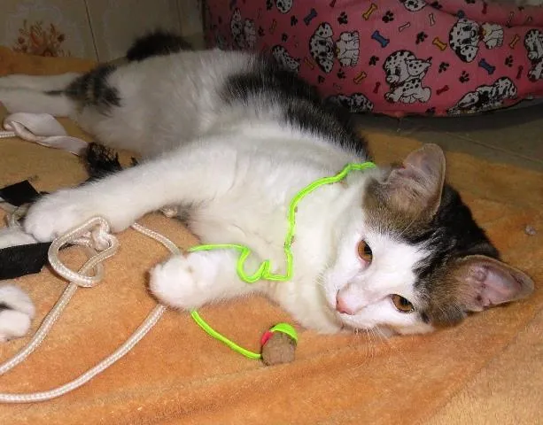 Gato ra a SRD idade 2 a 6 meses nome Orion
