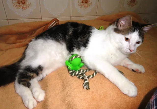 Gato ra a SRD idade 2 a 6 meses nome Orion