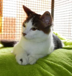 Gato raça SRD idade 2 a 6 meses nome Odin