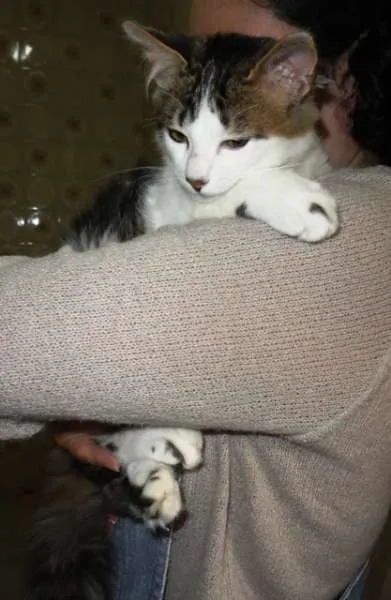 Gato ra a SRD idade 2 a 6 meses nome Odin