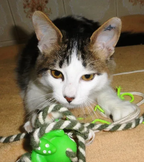 Gato ra a SRD idade 2 a 6 meses nome Odin