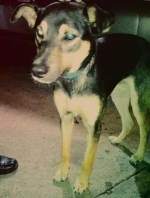 Cachorro raça - idade 7 a 11 meses nome -