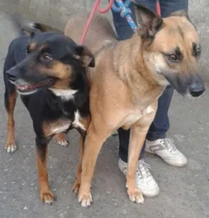 Cachorro raça SRD idade 5 anos nome Dolly e Nina