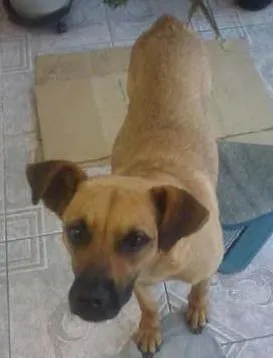 Cachorro raça Sem Raça Definida idade 1 ano nome Nina