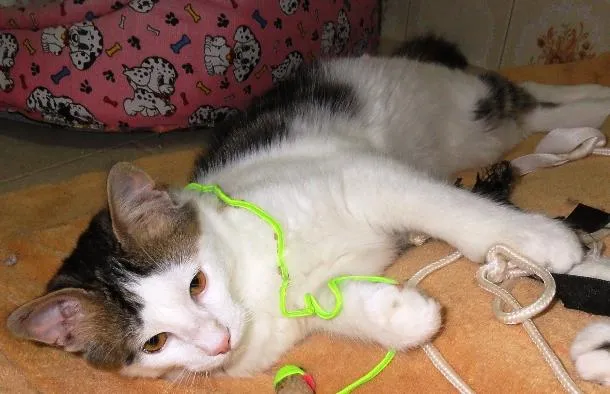 Gato ra a SRD idade 2 a 6 meses nome Orion