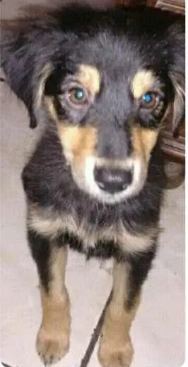 Cachorro raça SRD idade 2 a 6 meses nome Pascal