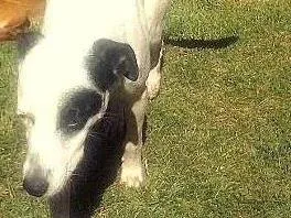 Cachorro ra a Dálmata idade 7 a 11 meses nome Pirata