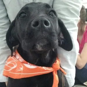 Cachorro raça Dogue Alemão + outra raça idade 2 a 6 meses nome NÃO TEM NOME